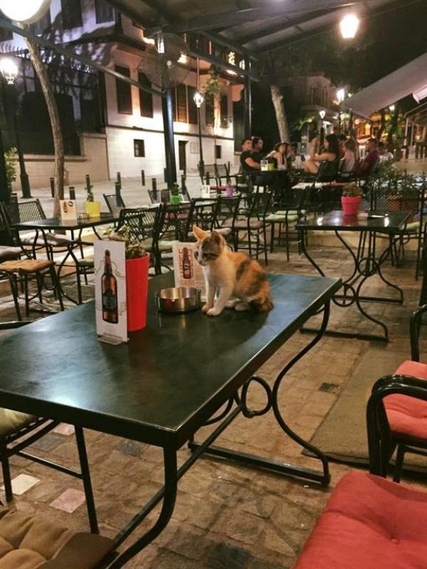 3574-KAFENEIA-Kafeneio-I-Prigkipos-THessaloniki-Kafeteria-Estiatorio-Mpar-Paradosiakoi-Mezedes-16 Μουσικές Σκηνές Θεσσαλονίκη με  ζωντανη Μουσική